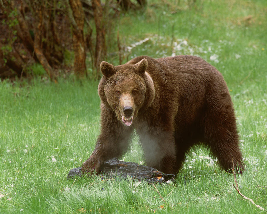 Grizzly Bear With Hot Breath Kalispell Montana Photograph By Ross Warner