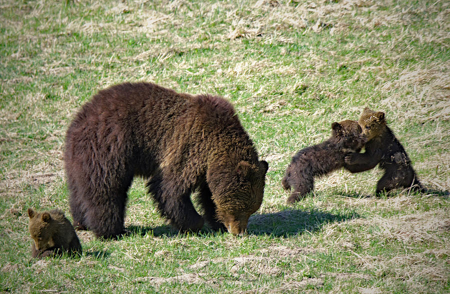 Grizzly Bear with triplets Digital Art by Troy Wright - Fine Art America