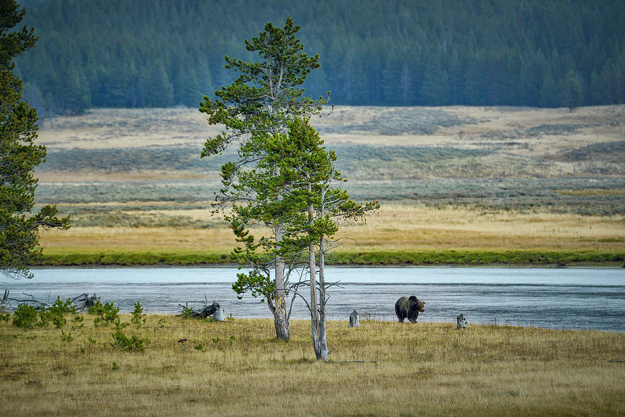 Grizzly Bear, Yellowstone Np, Wy Digital Art by Heeb Photos