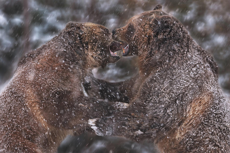 Grizzly Bears Photograph by Brian Cross