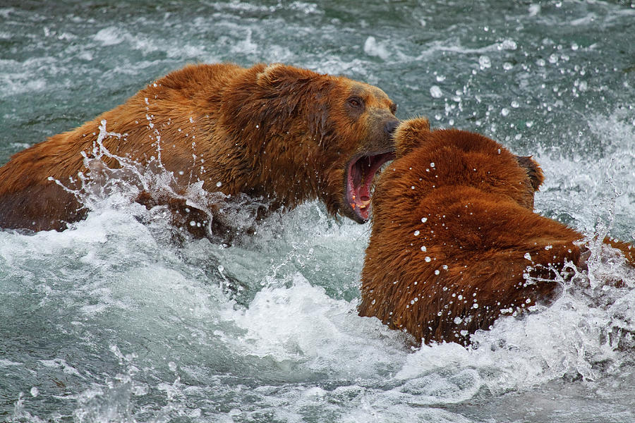 Grizzly Bears, Katmai Natl Park Ak Digital Art by Andrea Pozzi