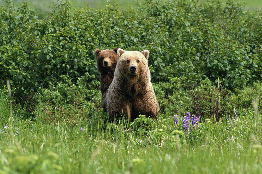 Grizzly Bears  Ursus Arctos, Alaska Photograph by Art Wolfe