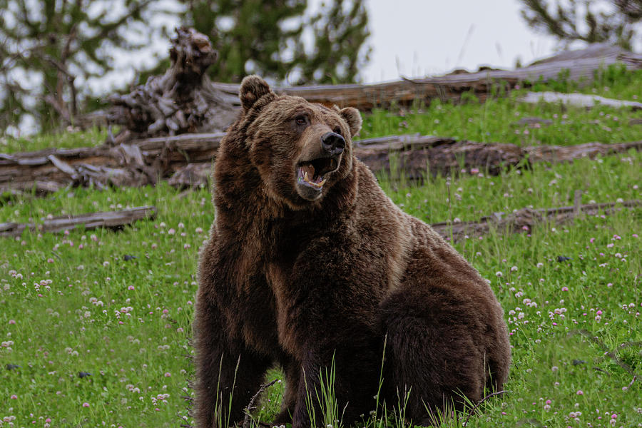 Grizzly Boredom Photograph by Douglas Wielfaert