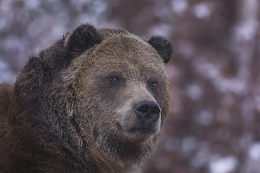 Grizzly  Photograph by Brian Cross
