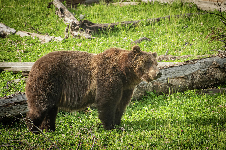 Grizzly Photograph