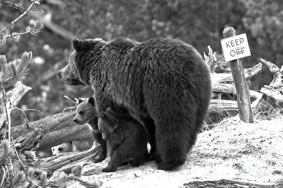 Grizzly COYs Waiting For Direction Black And White Photograph by Adam Jewell