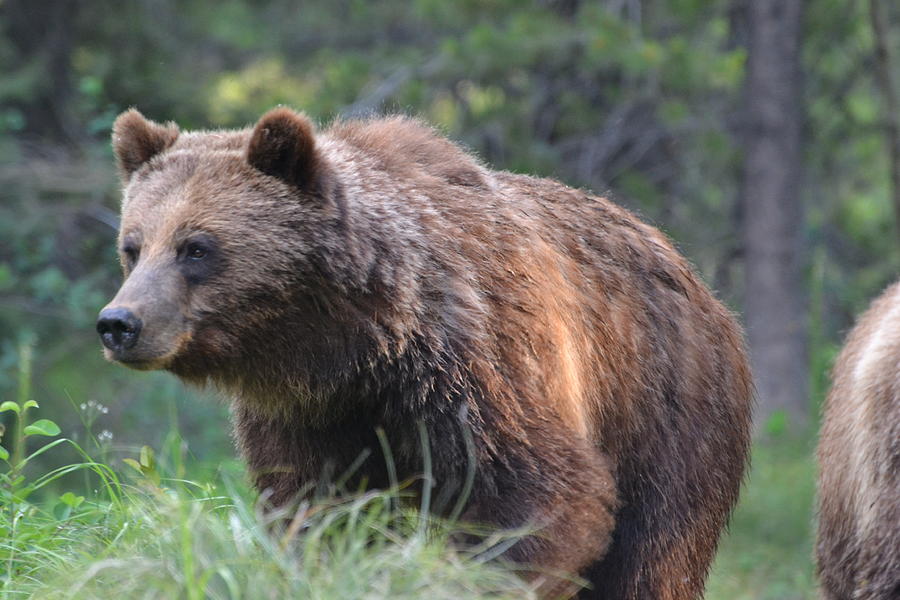 Grizzly Crossing Photograph by Stephen Adgate | Pixels