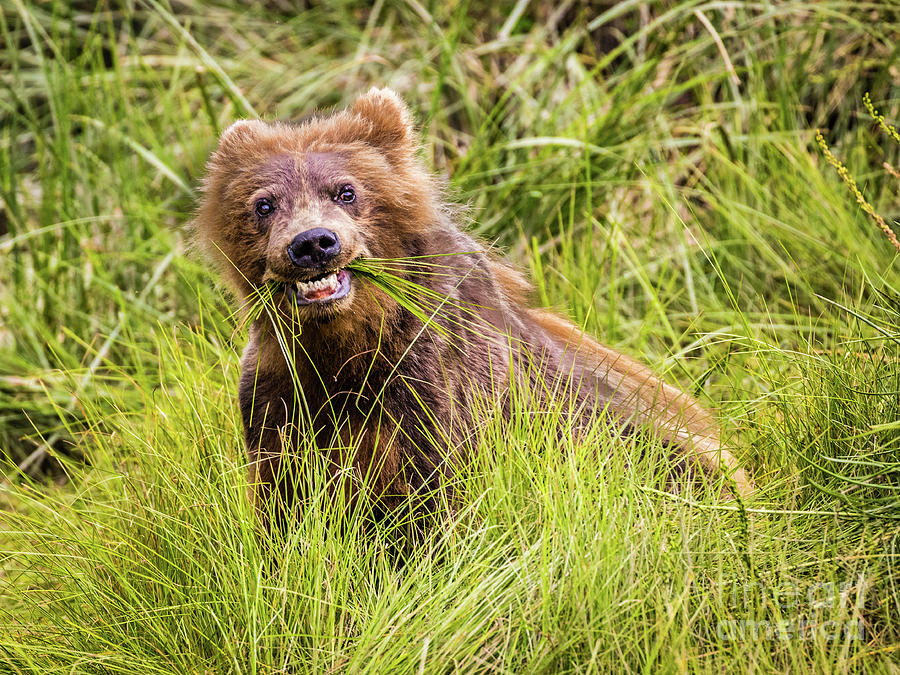Grizzly cub grazing, Alaska Photograph by Lyl Dil Creations