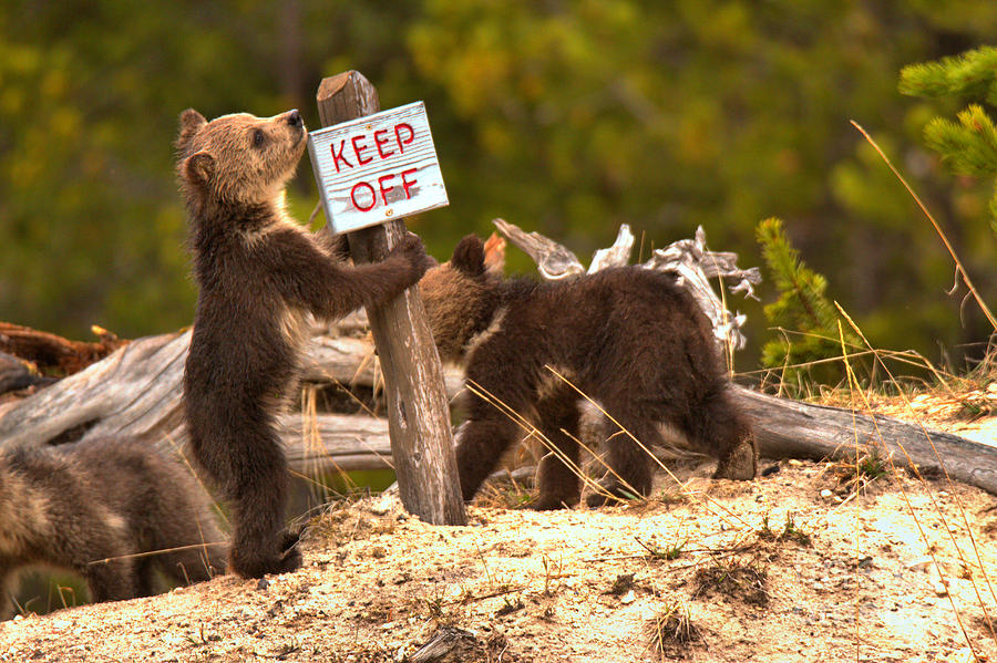 Grizzly Cubs At Roaring Mountains Photograph by Adam Jewell