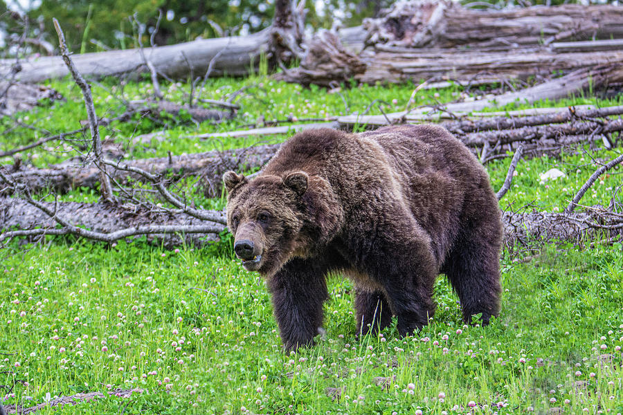 Grizzly Encounter Photograph by Douglas Wielfaert