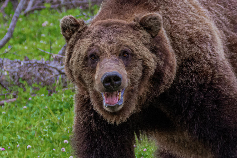 Grizzly Face Photograph by Douglas Wielfaert