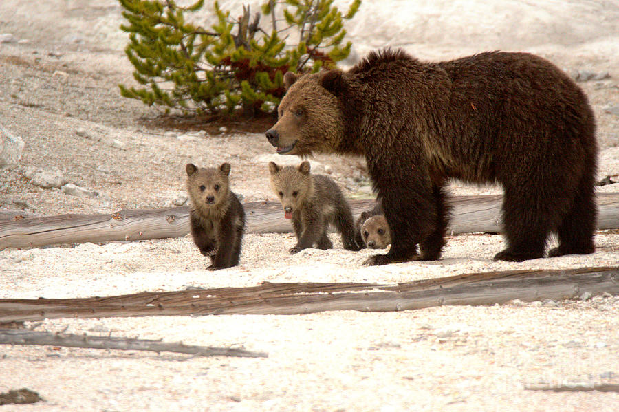 Grizzly Family On The Thermal Crust Photograph by Adam Jewell