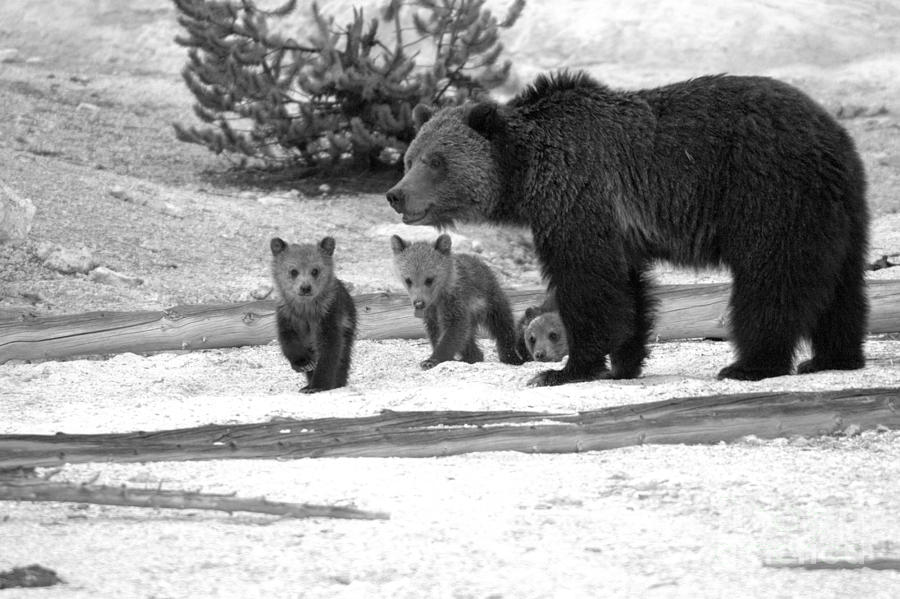 Grizzly Family On The Thermal Crust Black And White Photograph by Adam Jewell
