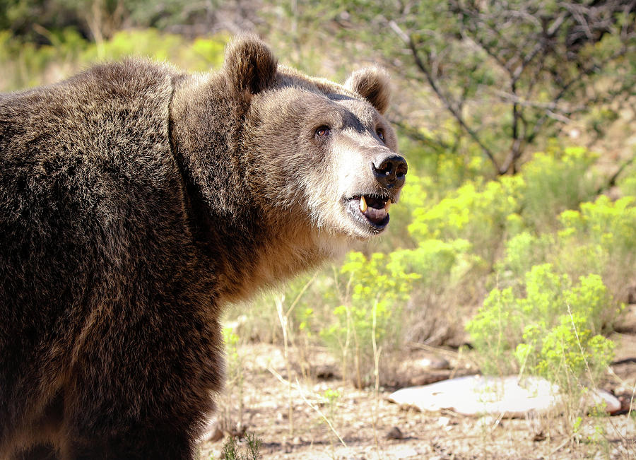 Grizzly Growl Photograph