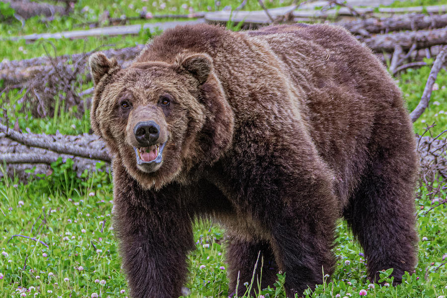 Grizzly Growl Photograph by Douglas Wielfaert