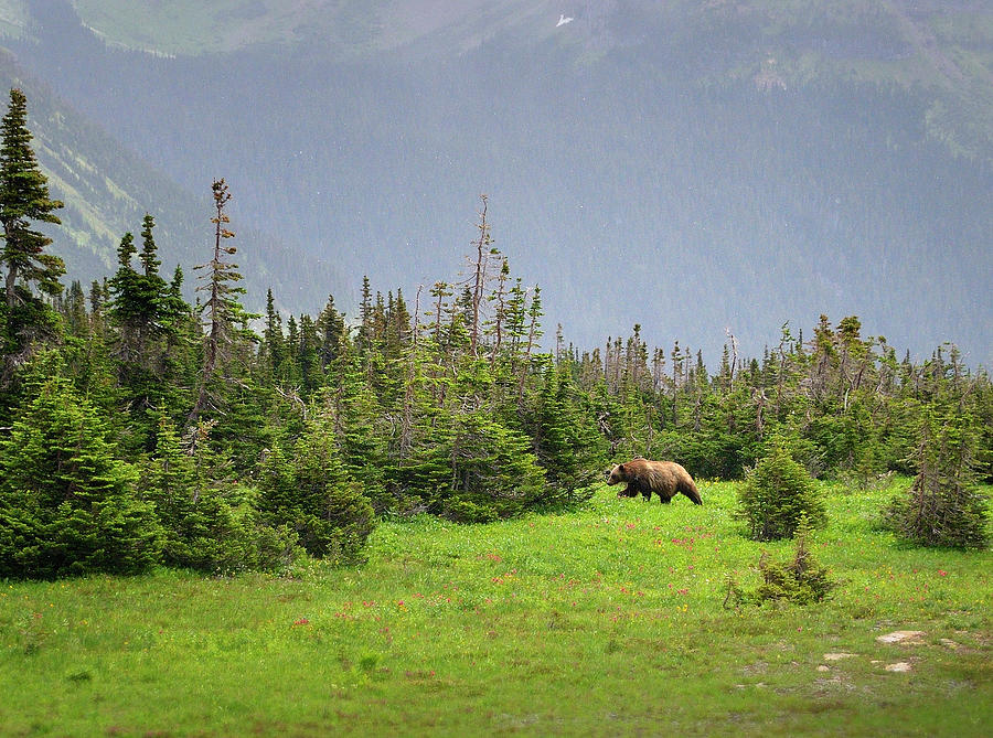 Grizzly In Glacier Park 1 Photograph