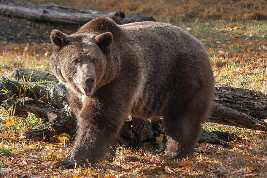 Grizzly in the Fall Photograph by Teresa Wilson