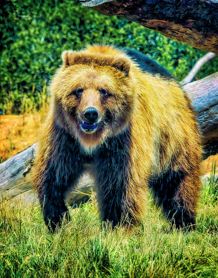 Grizzly In The Meadow Photograph by Garry Gay