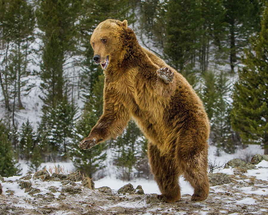 Grizzly Lunging Photograph