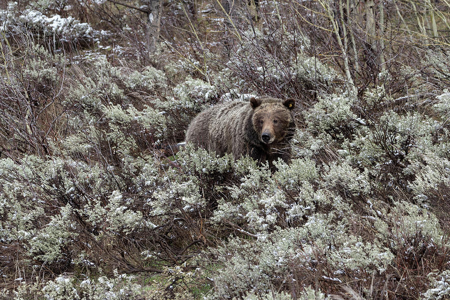 Grizzly Mom Photograph by Ronnie And Frances Howard