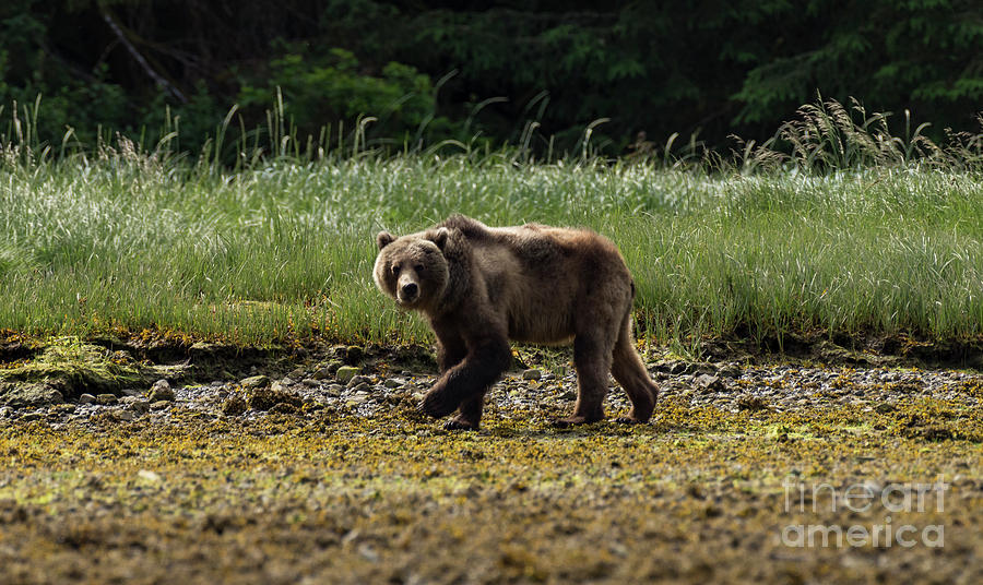Grizzly Morning Walk Photograph by Louise Magno