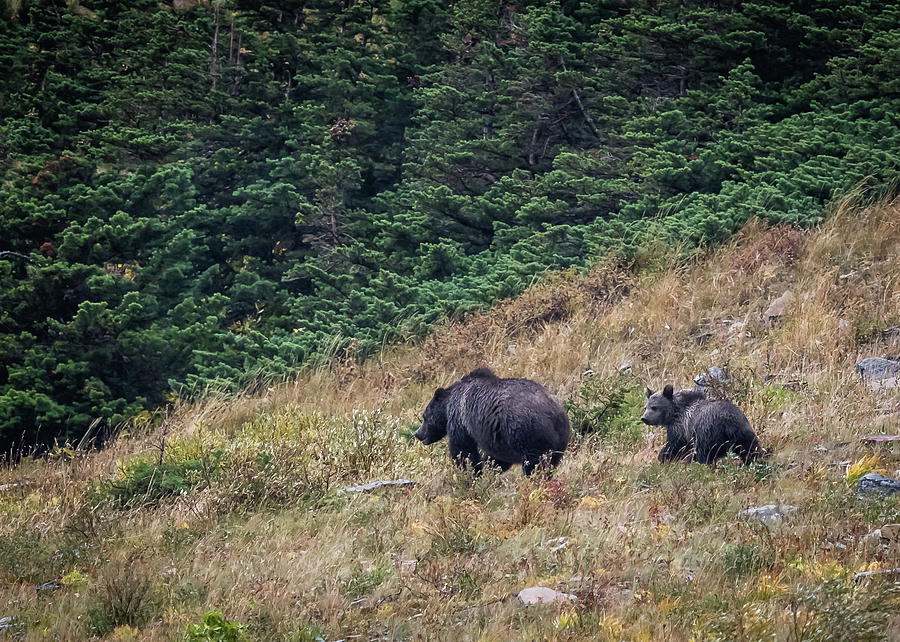 Bear Photograph - Grizzly Mountain by Gary Migues Bear Photograph - Grizzly Mountain by Gary Migues