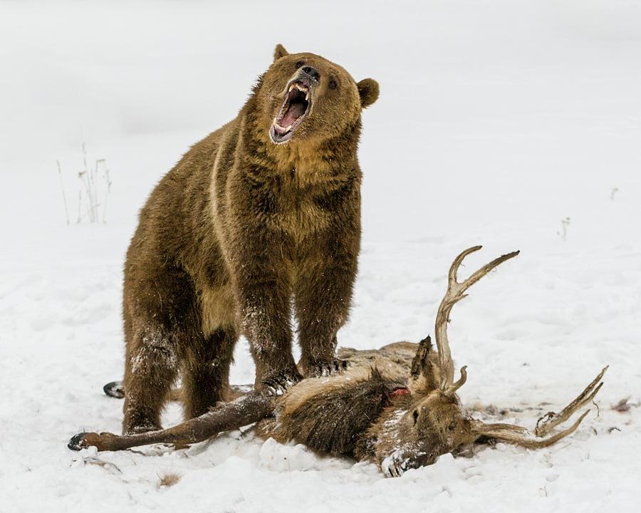 Grizzly On Elk Photograph