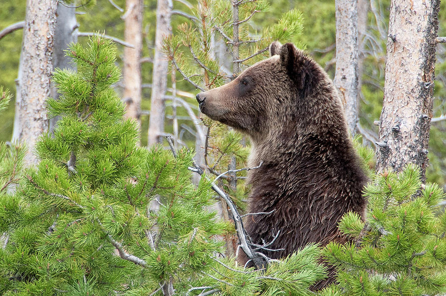 Grizzly Profile Photograph by Steve Stuller