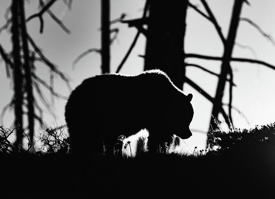 Grizzly Silhouette Photograph by Max Waugh