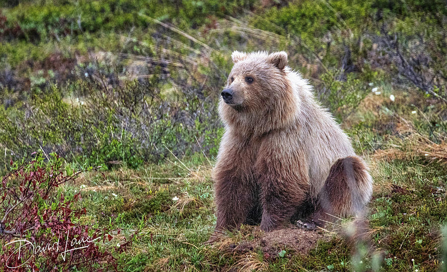 Grizzly Sitting by David A Lane Grizzly Sitting by David A Lane