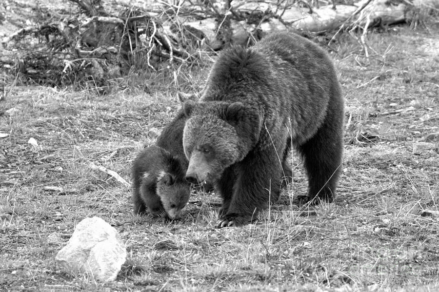 Grizzly Sow Dining With The Family Black And White Photograph by Adam Jewell