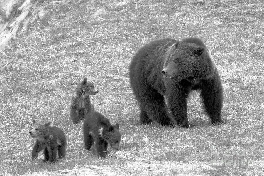 Grizzly Sow With A Litter Black And White Photograph by Adam Jewell