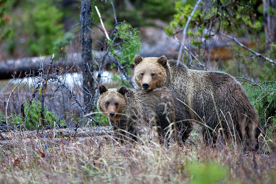 Grizzly Sow With Cub Photograph by Bucks Wildlife Photography Grizzly Sow With Cub Photograph by Bucks Wildlife Photography