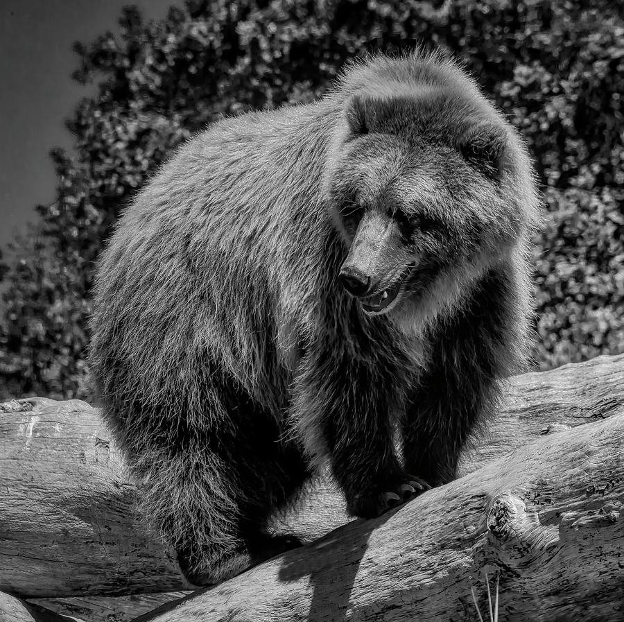 Grizzly Standing On Fallen Log In Black And White Photograph by Garry Gay