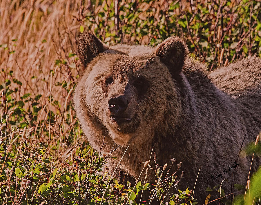 Grizzly stare. by Rusty R Smith Grizzly stare. by Rusty R Smith