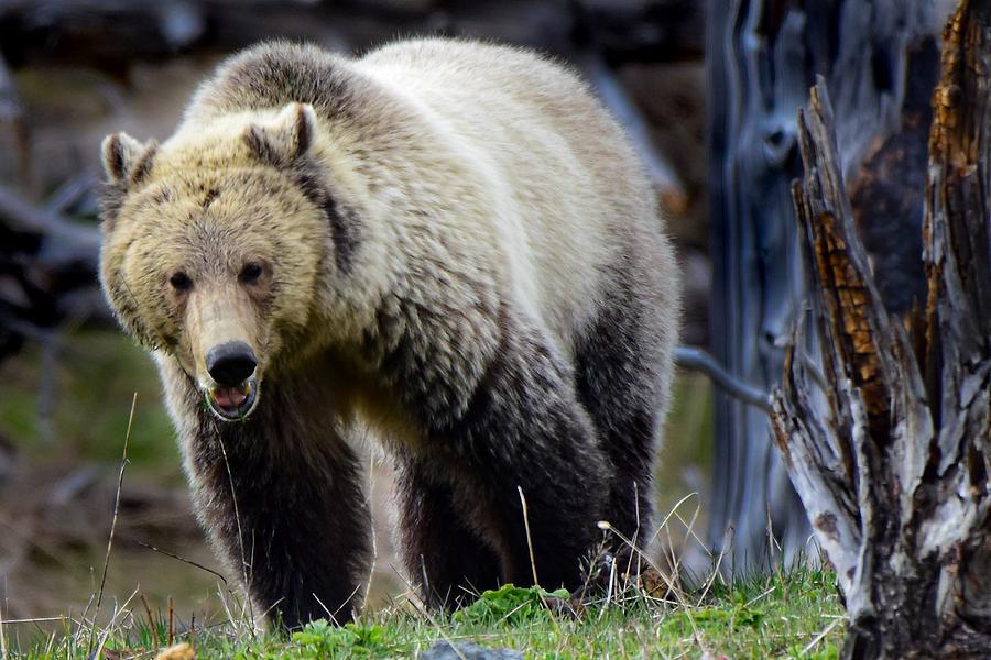 Grizzly Up Close Photograph By Dwight Eddington - Fine Art America