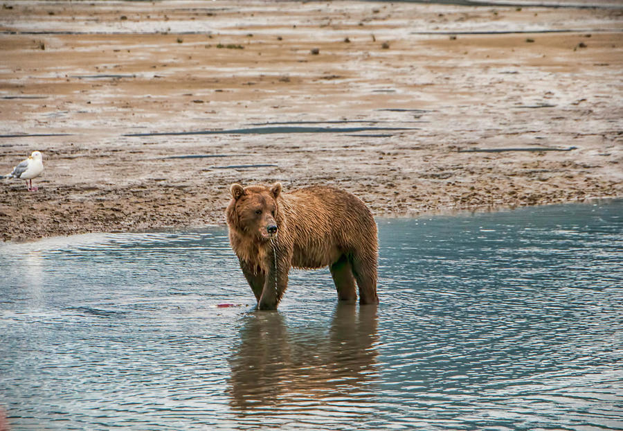 Lake Clark National Park Photograph - Grizzly with Seagull Friend by Phyllis Taylor