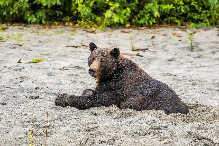 GrizzlyBear resting Photograph by Michelle Pennell