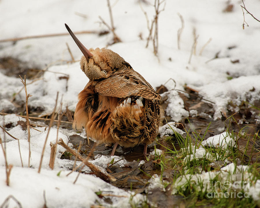 Grooming American Woodcock Photograph by Timothy Flanigan