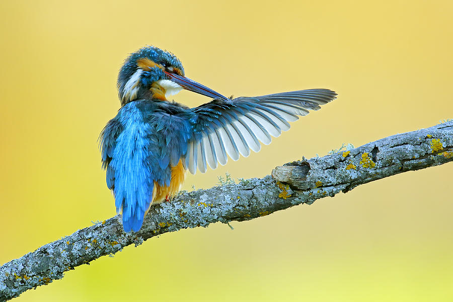 Kingfisher Photograph - Grooming by Andres Miguel Dominguez