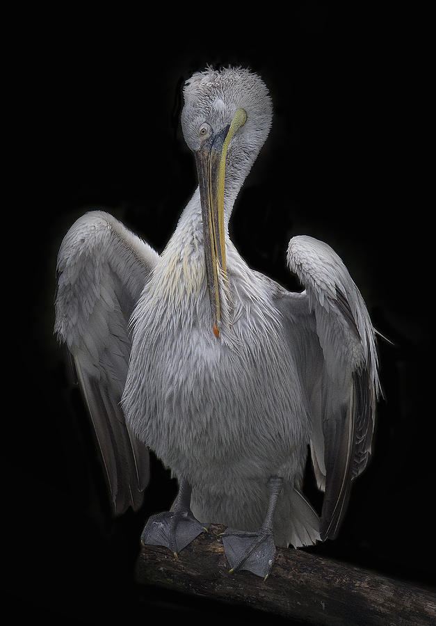 Pelican Photograph - Grooming by C.s. Tjandra