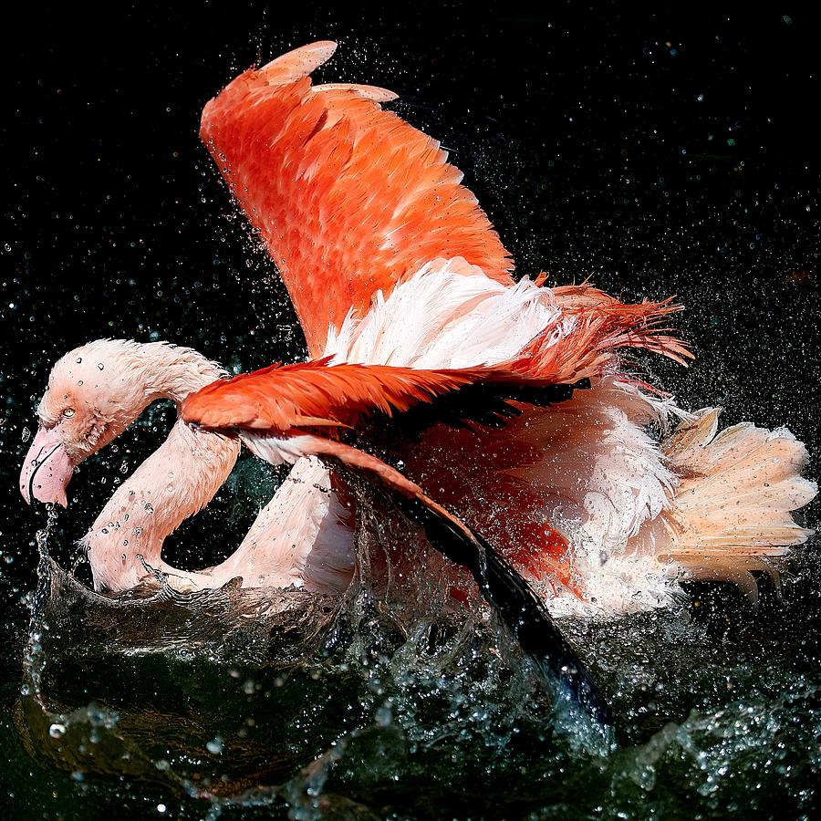 Flamingo Photograph - Grooming by Makoto Hamasaki