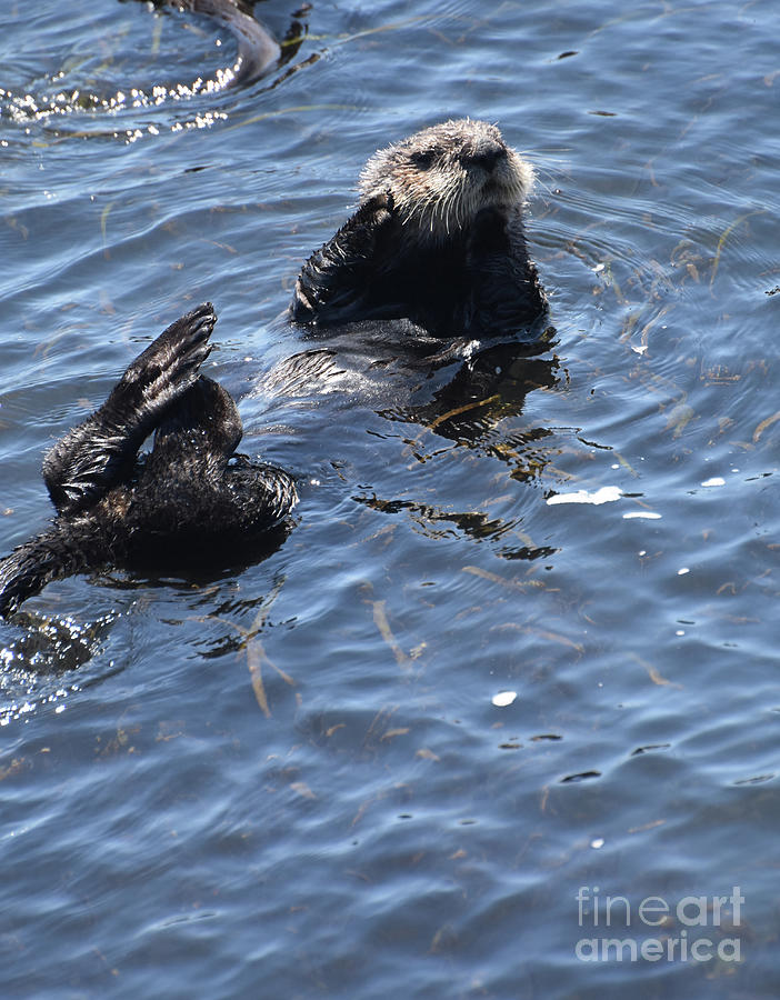 Grooming Sea Otter Floating Along On It's Back In The Ocean Photograph 