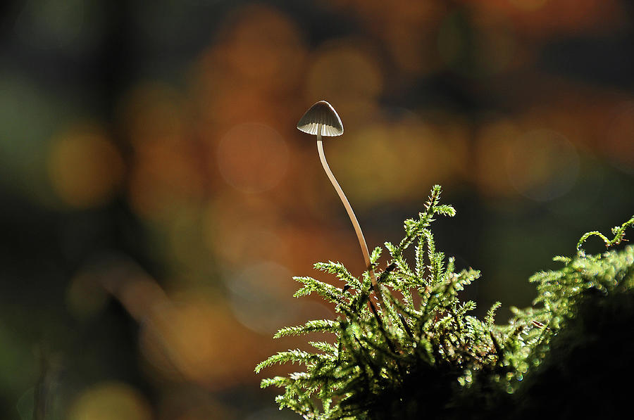 Grooved Bonnet Mushroom Mycena Photograph by Tim Melling