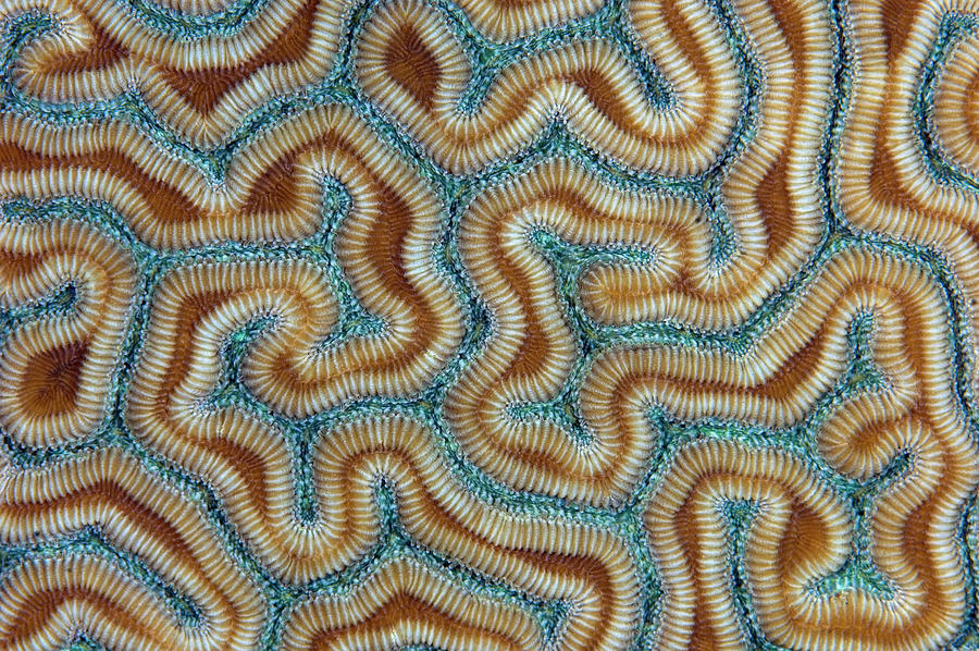 Grooved Brain Coral Close Up View, Grand Cayman Photograph by Alex ...