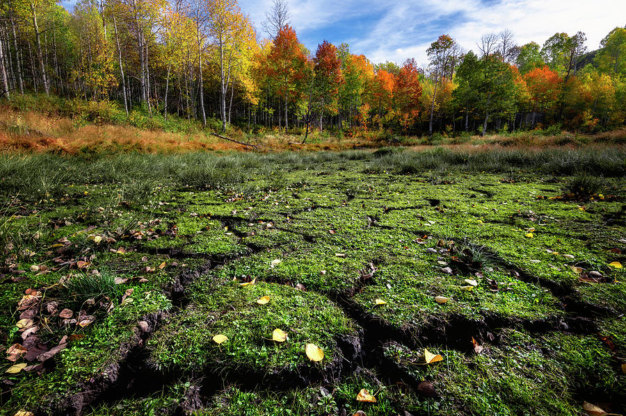 Groovy Grass in the Fall Photograph by Michael Ash