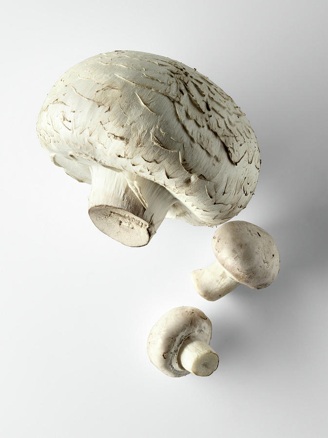 Mushroom Photograph - Gros Et Petits Champignons De Paris Big And Small Button Mushrooms by Studio - Photocuisine
