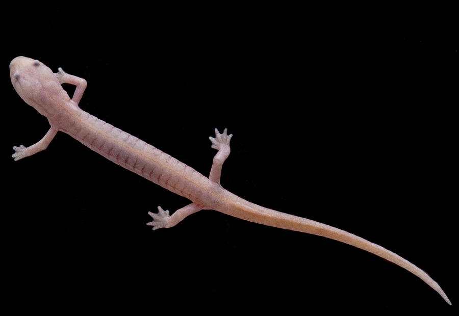 Grotto Salamander, Eurycea Spelaea Photograph by Dante Fenolio