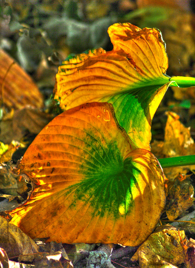 Nature Photograph - Ground Bouquet No. 4 - One Final Flourish - Frederick County, Maryland - Autumn by Michael Mazaika