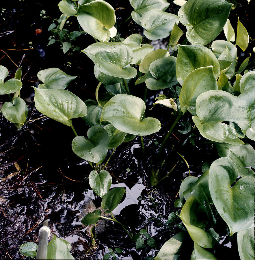 Ground Cover Photograph by Robert Natkin